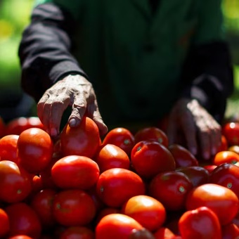 México fija precios mínimos de exportación para el tomate fresco
