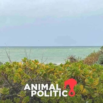 Semarnat autoriza proyecto inmobiliario en playa de Yucatán pese a casi 100 impactos negativos