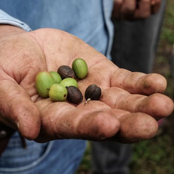 Nestlé ‘ve potencial’ en México: Invertirá 2 mil mdd hasta 2027