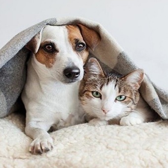 Iniciativa busca garantizar renta de vivienda con animales de compañía