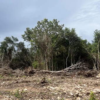 Ante el auge inmobiliario y la contaminación de granjas, Yucatán impulsa nuevo modelo de conservación ambiental